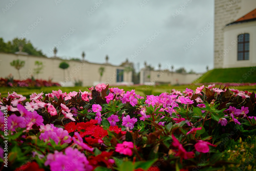 Fototapeta premium Pink flowers in the gardens of bratislava castle
