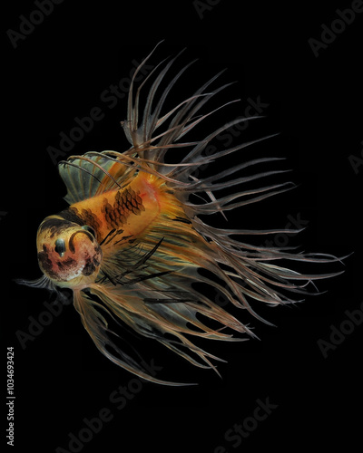 Dancing halfmoon bettafish crown tail on black background photo