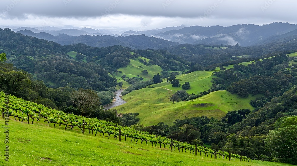 Photograph of a thriving kiwi farm with full vines of fresh green kiwi fruits on an isolated natural background The image showcases the bountiful harvest and fertile cultivation of this tasty Photograph of a thriving kiwi farm with full vines of fresh green kiwi fruits on an isolated natural background The image showcases the bountiful harvest and fertile cultivation of this tasty