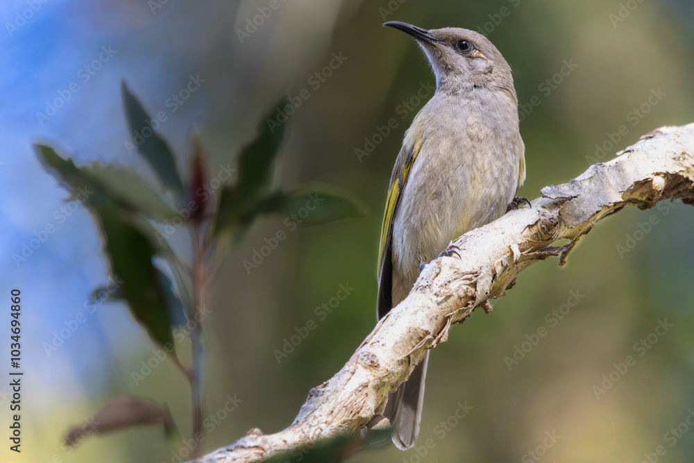 A Brown Honeyeater perched on a tree branch A Brown Honeyeater perched on a tree branch