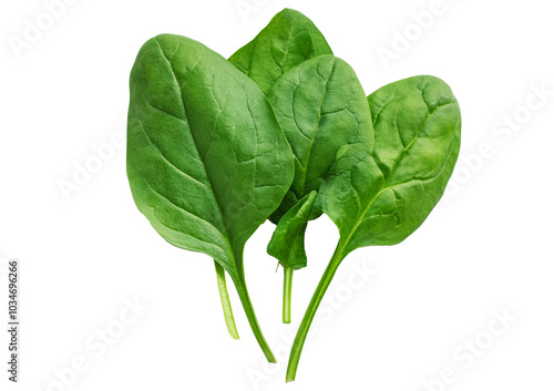 фотографія Fresh spinach leaves isolated on transparent or white background