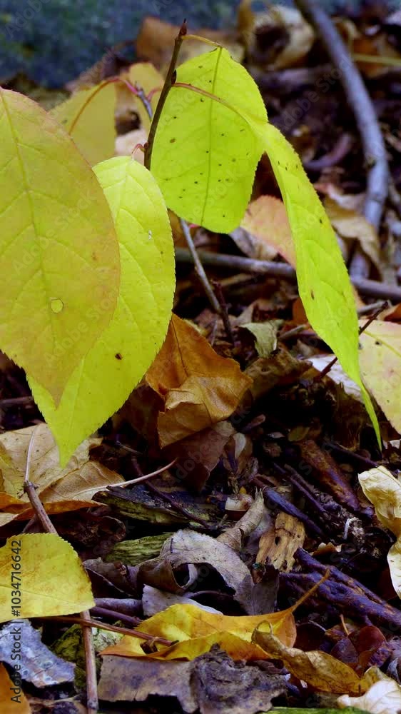 4K Vertical Video of Autumn Plants and Leaves at Sunset 4K Vertical Video of Autumn Plants and Leaves at Sunset