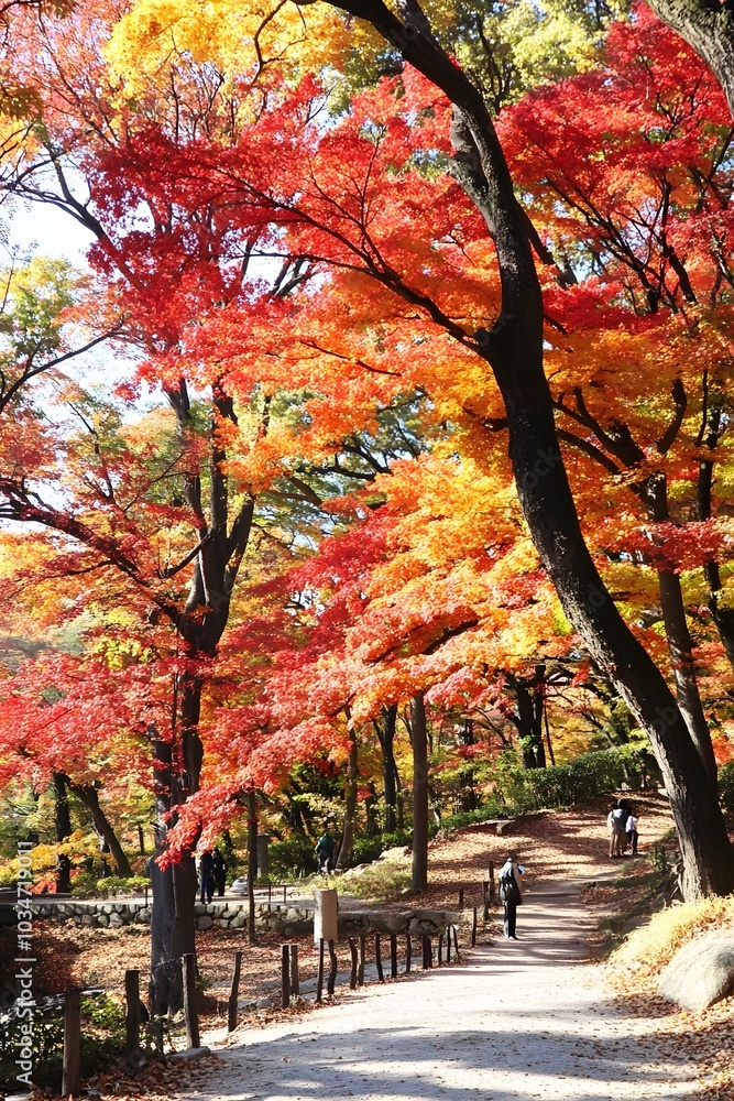 Naklejka premium Autumn Foliage Path in Park with Red and Yellow Leaves