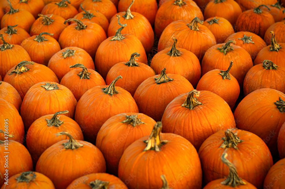 Vibrant pumpkins fill a farm market stand on a crisp autumn day in preparation for the fall harvest season Vibrant pumpkins fill a farm market stand on a crisp autumn day in preparation for the fall harvest season