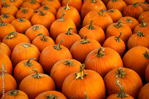 Vibrant pumpkins fill a farm market stand on a crisp autumn day in preparation for the fall harvest season photo