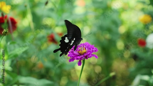 Butterflies collecting nectar in the flowers