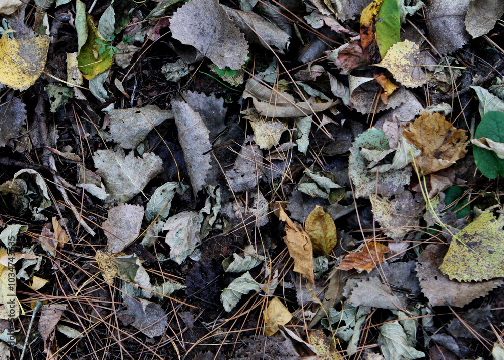 fallen leaves textured ground fallen leaves textured ground
