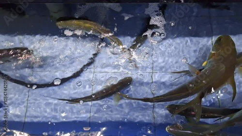 The seafood restaurant's tanks are full of Permit fish. photo