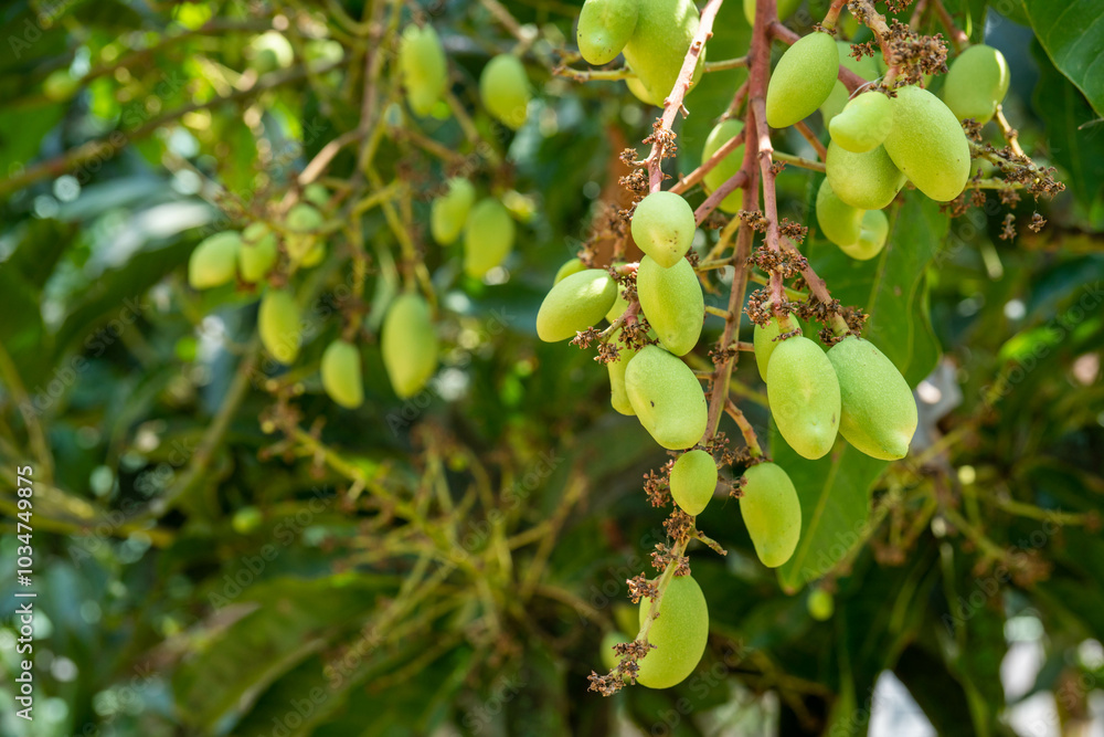 Young mango clusters on a mango tree. The mango tree bears a lot of fruit in the garden. Young mango clusters on a mango tree. The mango tree bears a lot of fruit in the garden.