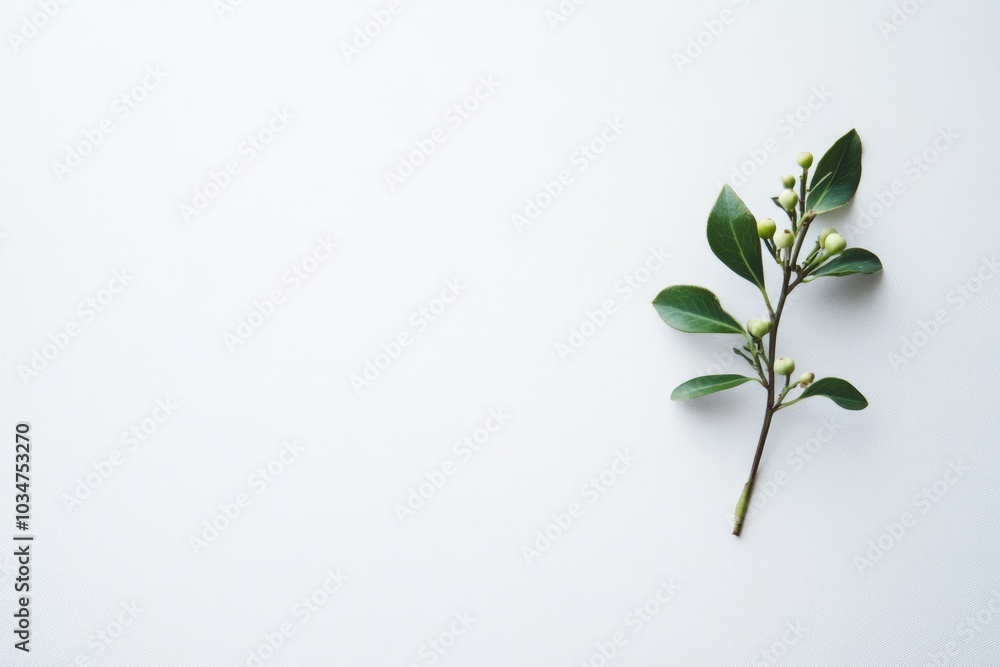 Single Sprig of Green Leaves and Berries on White Background Single Sprig of Green Leaves and Berries on White Background