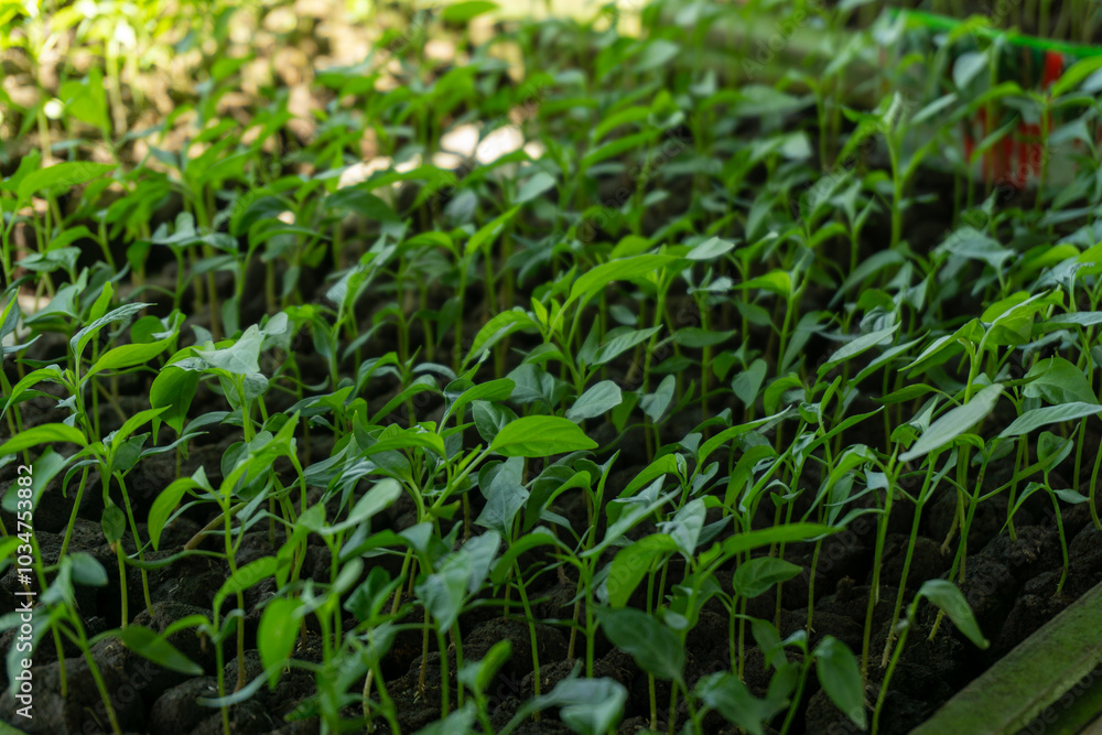 A green seedling tray with small plants, commonly used as commercial agriculture fruit production. A green seedling tray with small plants, commonly used as commercial agriculture fruit production.
