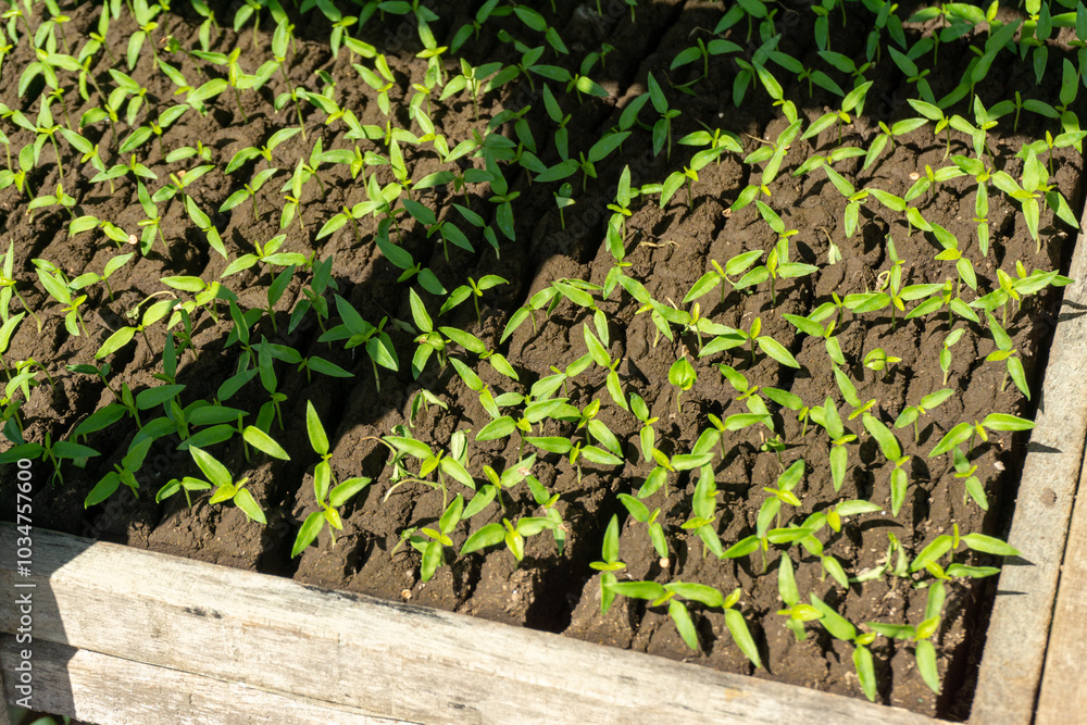 A green seedling tray with small plants, commonly used as commercial agriculture fruit production. A green seedling tray with small plants, commonly used as commercial agriculture fruit production.