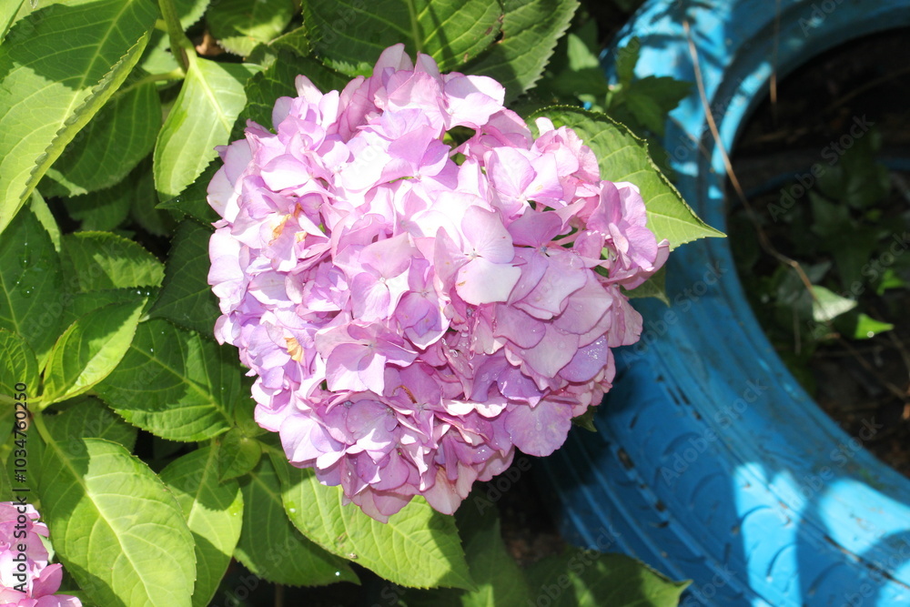 Obraz premium Image of hydrangeas blooming on the Daecheongcheon Trail
