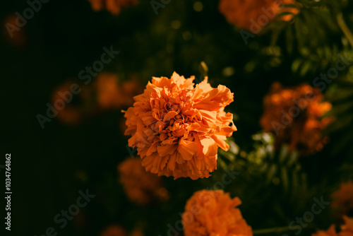 orange flower in the garden