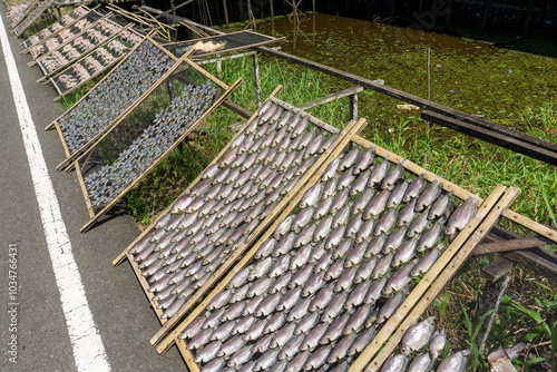 The process of making salted fish or dried fish from South Kalimantan, Indonesia, which is dried in the sun. photo