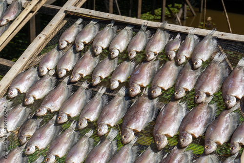 The process of making salted fish or dried fish from South Kalimantan, Indonesia, which is dried in the sun. photo