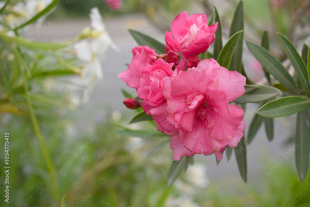 Obraz premium Nerium oleander in bloom, Pink siplicity bunch of flowers and green leaves on branches, Nerium Oleander shrub Pink flowers, ornamental shrub branches in daylight, bunch of flowers closeup