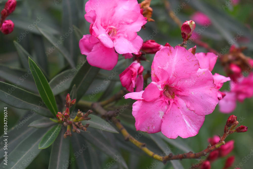 Obraz premium Nerium oleander in bloom, Pink siplicity bunch of flowers and green leaves on branches, Nerium Oleander shrub Pink flowers, ornamental shrub branches in daylight, bunch of flowers closeup
