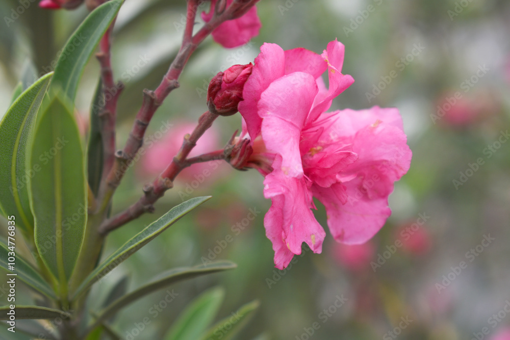 Obraz premium Nerium oleander in bloom, Pink siplicity bunch of flowers and green leaves on branches, Nerium Oleander shrub Pink flowers, ornamental shrub branches in daylight, bunch of flowers closeup