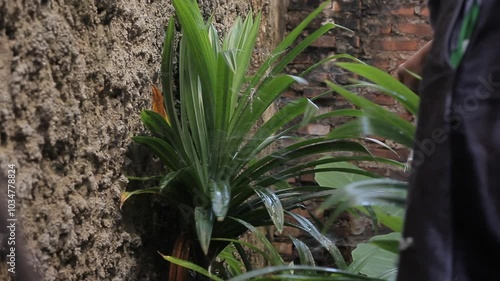 caring for a pandan tree or Pandanus, watering it with water, a versatile tropical plant. photo