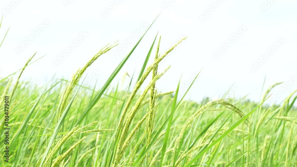 Lush green rice plants in field sway gently, showcasing beauty of agriculture and natures growth in this serene rural landscape, true testament to crop vitality. Lush green rice plants in field sway gently, showcasing beauty of agriculture and natures growth in this serene rural landscape, true testament to crop vitality.