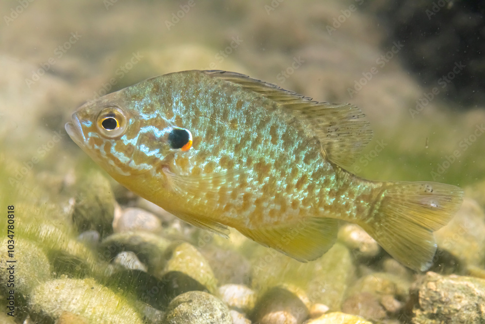 Gemeiner Sonnenbarsch (Lepomis gibbosus) Gemeiner Sonnenbarsch (Lepomis gibbosus)