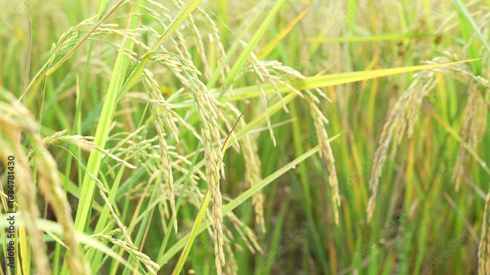 Lush green rice plants in field sway gently, showcasing golden grains ready for harvest, embodying growth of agriculture and beauty of natures crops. Lush green rice plants in field sway gently, showcasing golden grains ready for harvest, embodying growth of agriculture and beauty of natures crops.