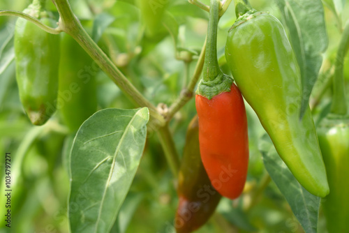 fresh red chili vegetable on plant closeup, chili plants in organic farming, Chilies closeup in field, red chili plant in a farmer's field, Ripe red chili on a plant in Chakwal, Punjab, Pakistan photo