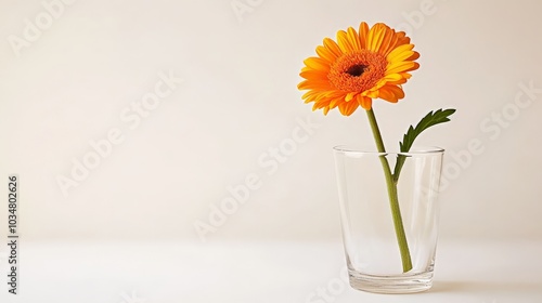 Vibrant Gerbera Daisy in a Glass Vase