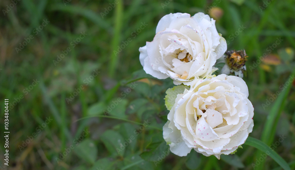 Obraz premium Beautiful White rose flower closeup in garden, A very beautiful rose flower bloomed on the rose tree, Rose flower, bloom flowers, Natural spring flower, Nature