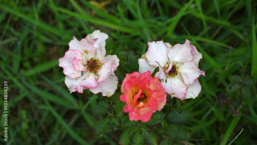 Fototapeta premium Beautiful pink white rose flower closeup in garden, A very beautiful rose flower bloomed on the rose tree, Rose flower, bloom flowers, Natural spring flower, Nature