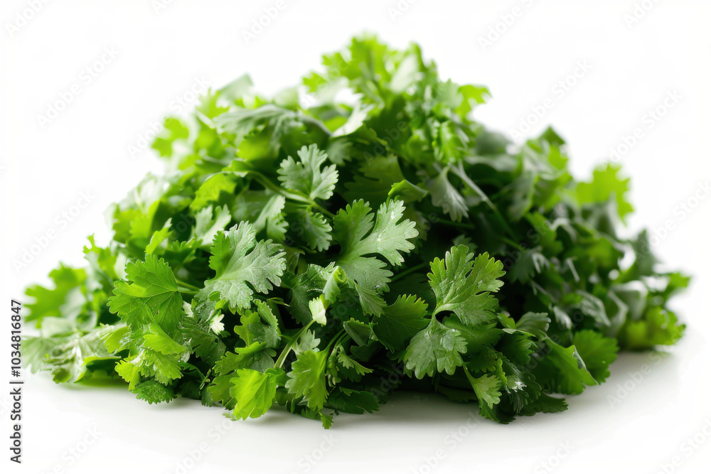 fresh coriander isolated on white background fresh coriander isolated on white background