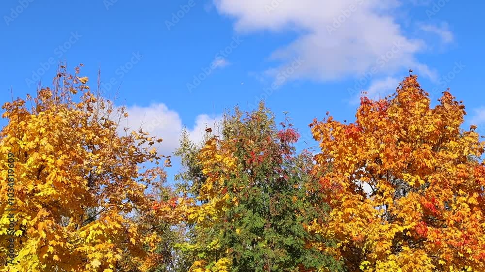 Autumn maple trees in shades of yellow and orange growing in a park against clear blue sky. Gentle breeze moves leaves, creating serene, colorful display of nature in fall season. Sunny day outdoor. Autumn maple trees in shades of yellow and orange growing in a park against clear blue sky. Gentle breeze moves leaves, creating serene, colorful display of nature in fall season. Sunny day outdoor.