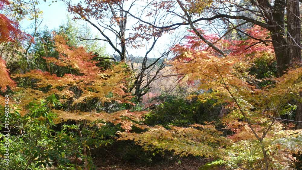 彩り豊かな嵐山渓谷の紅葉 彩り豊かな嵐山渓谷の紅葉