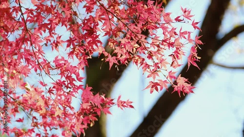 彩り豊かな嵐山渓谷の紅葉