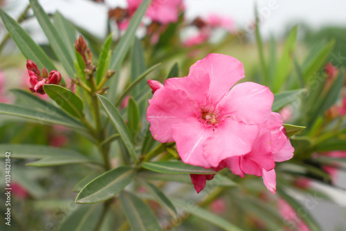 Nerium oleander in bloom, Pink siplicity bunch of flowers and green leaves on branches, Nerium Oleander shrub Pink flowers, ornamental shrub branches in daylight, bunch of flowers closeup photo