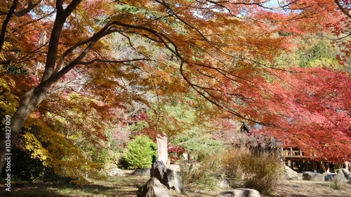 彩り豊かな嵐山渓谷の紅葉