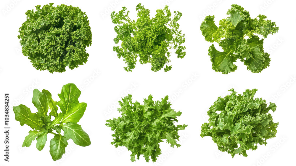 Naklejka premium Fresh Kale Leaves Collection Isolated on a Transparent Background Generative AI