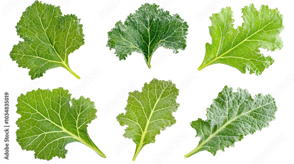 Fresh Kale Leaves Arranged in a Collection on a Transparent Background Generative AI Fresh Kale Leaves Arranged in a Collection on a Transparent Background Generative AI