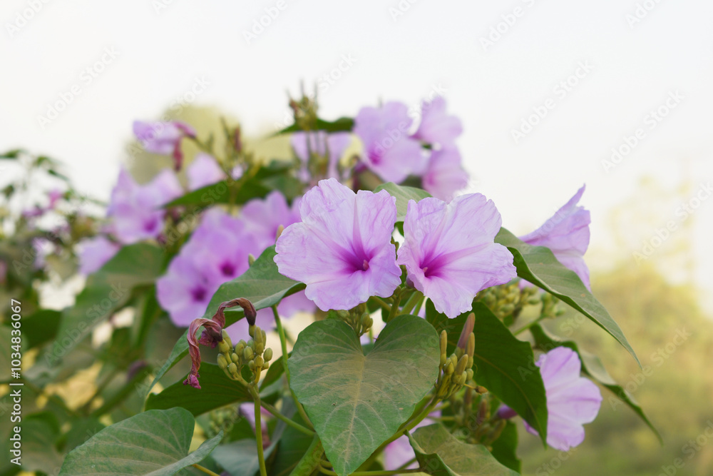 Fototapeta premium Ipomoea carnea, Ipomoea carnea, the pink morning glory is a species of morning glory that grows as a bush, A close view of Ipomoea carnea flower in nature, Chakwal, Punjab, Pakistan