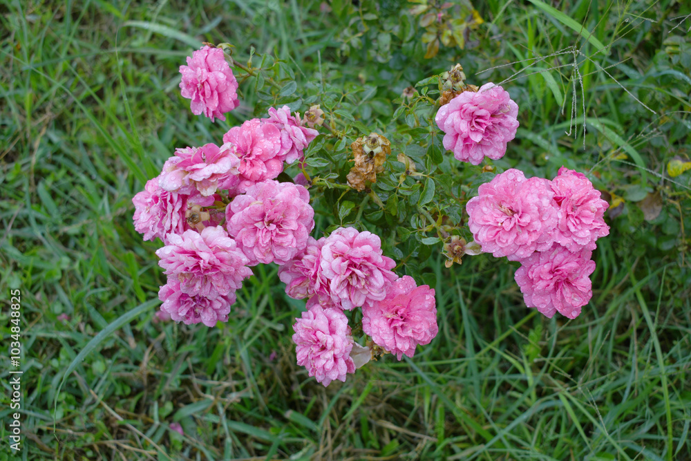 Beautiful pink rose flower closeup in garden, A very beautiful rose flower bloomed on the rose tree, Rose flower, bloom flowers, Natural spring flower, Nature Beautiful pink rose flower closeup in garden, A very beautiful rose flower bloomed on the rose tree, Rose flower, bloom flowers, Natural spring flower, Nature