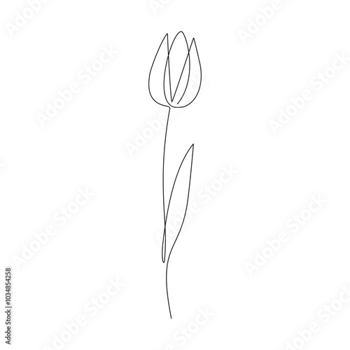 Continuous line drawing of Tulips isolated on white background.