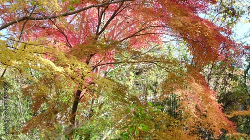 彩り豊かな嵐山渓谷の紅葉