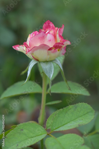 Beautiful pink white rose flower closeup in garden, A very beautiful rose flower bloomed on the rose tree, Rose flower, bloom flowers, Natural spring flower, Nature