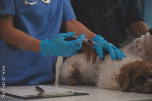 At a modern veterinary clinic, a Panshi Tzu puppy sits on an examination table. Meanwhile, a female veterinarian assesses the health of a healthy dog ​​being examined by a professional veterinarian. photo