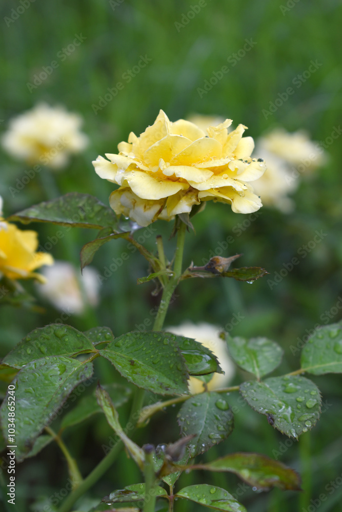 Beautiful yellow rose flower closeup in garden, A very beautiful rose flower bloomed on the rose tree, Rose flower, bloom flowers, Natural spring flower, Nature Beautiful yellow rose flower closeup in garden, A very beautiful rose flower bloomed on the rose tree, Rose flower, bloom flowers, Natural spring flower, Nature