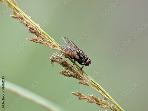 house fly on plant stem with blur background photo