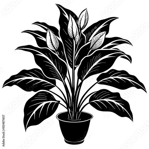 Peace lily silhouette 
 vector art 
