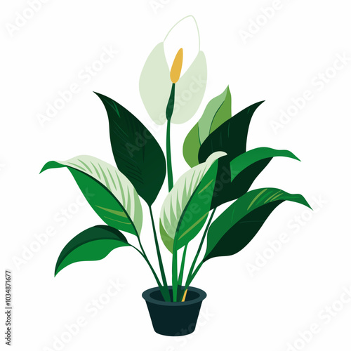 Peace lily vector art 
