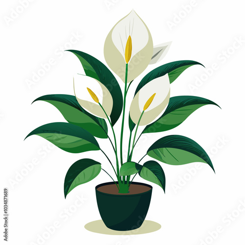 Peace lily vector art 
